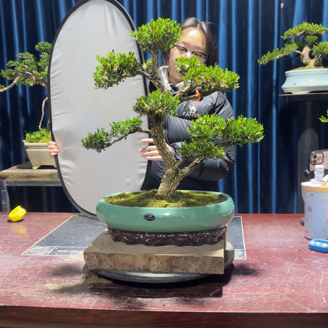 黄杨盆景老桩四季长青