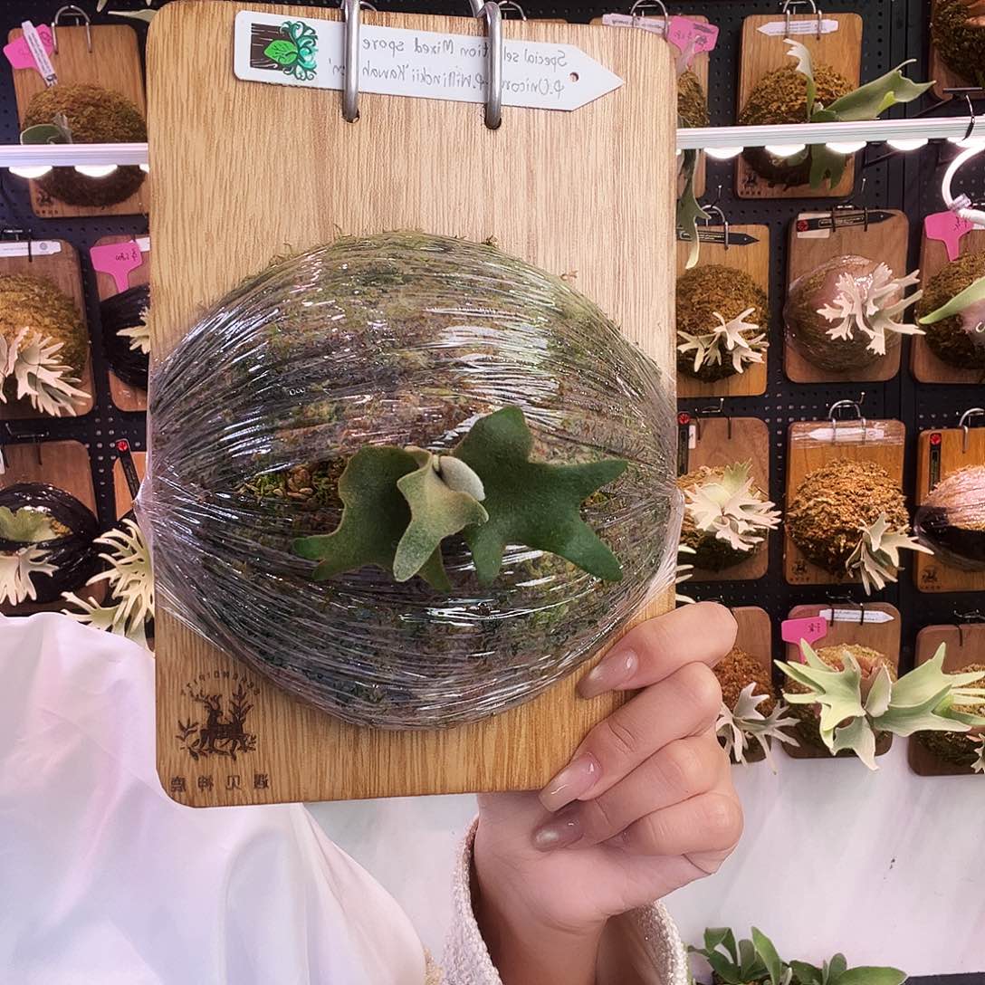 tonkla 伊真侏儒 鹿角蕨