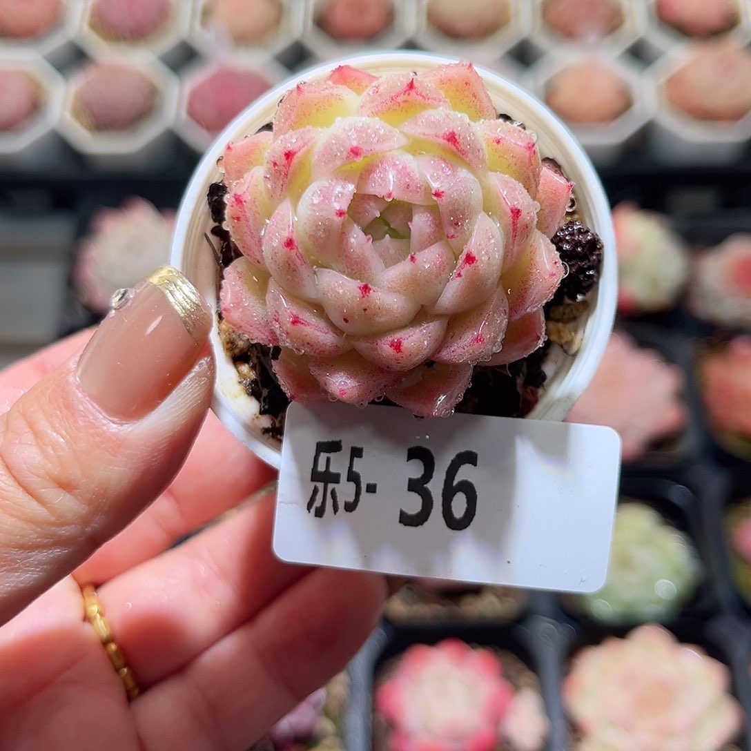 乐5-36 麦秆单头