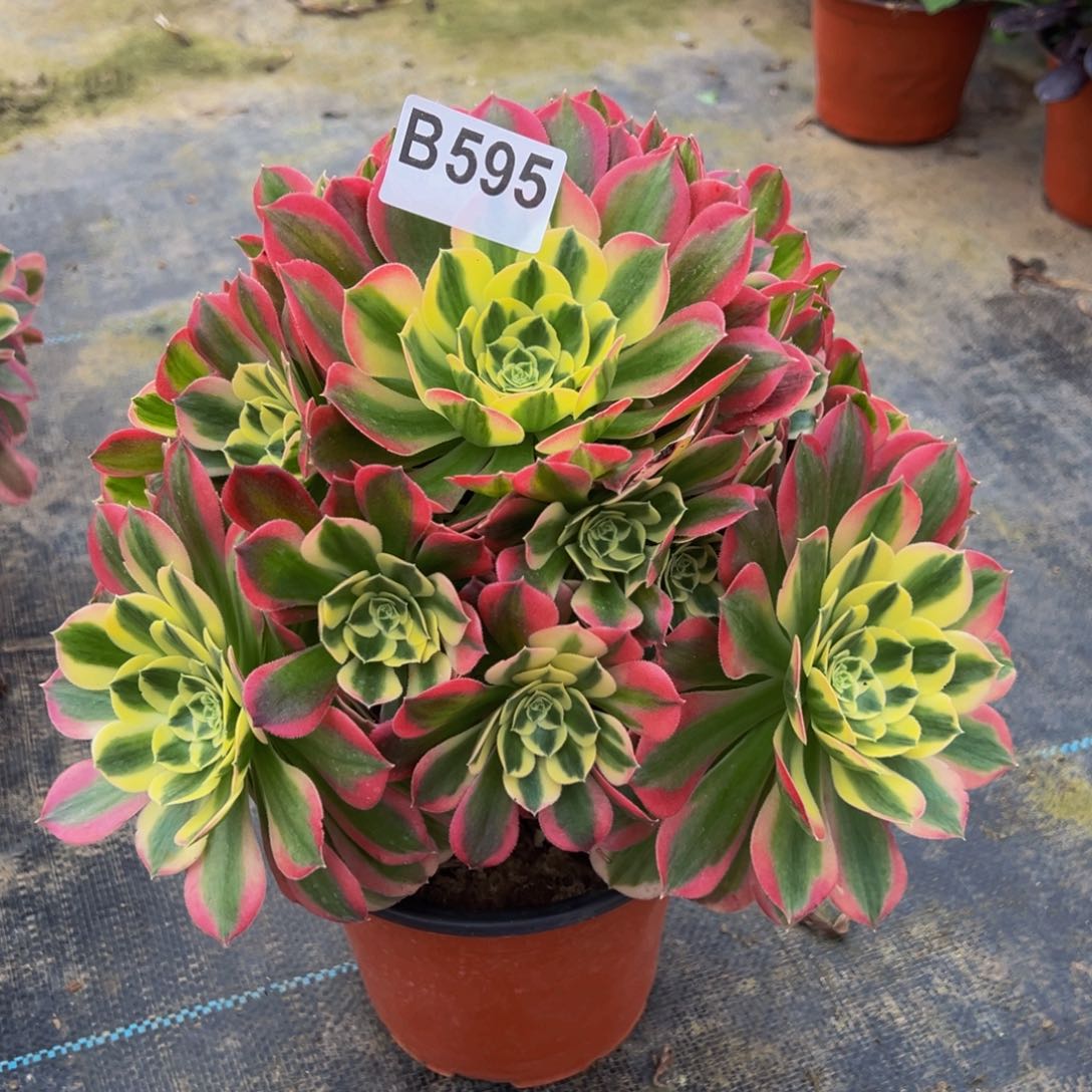 法师多肉白凤595