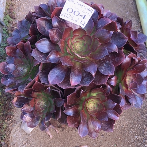 2.11-4赤焰连多肉植物