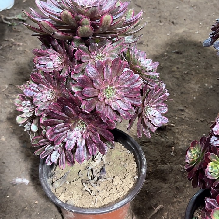 多肉植物法师紫霞仙子137