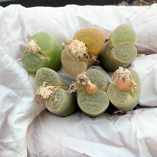 0161.风铃福利111111111生石花