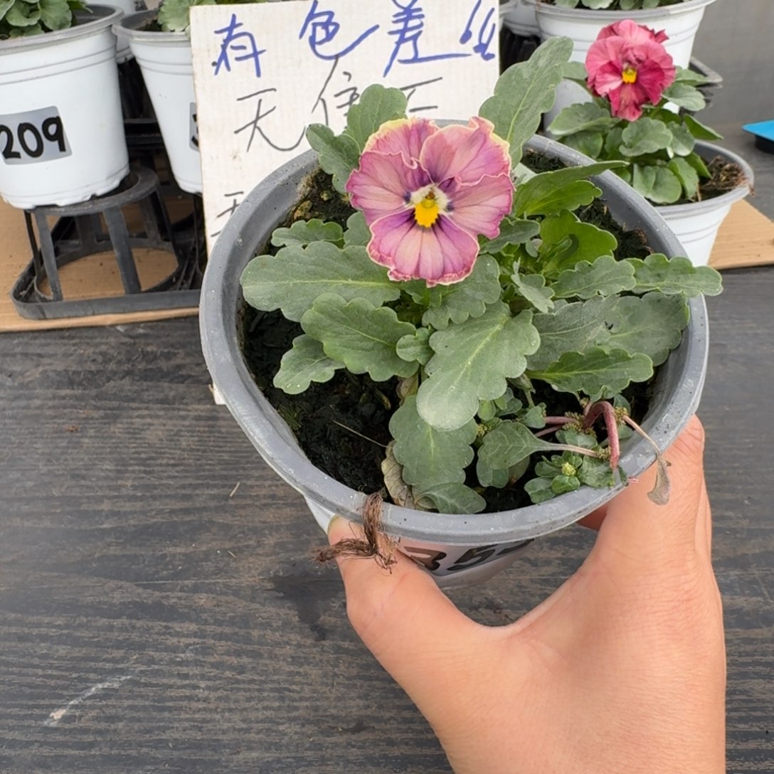 全部花朵353号心跳