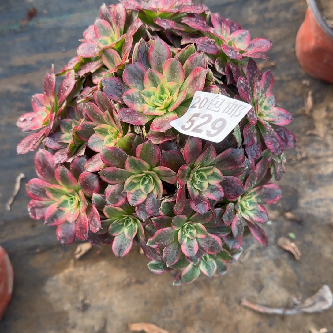 安娜529满20包邮断枝不包