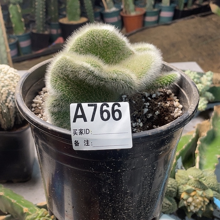 完全开放766九尾狐缀