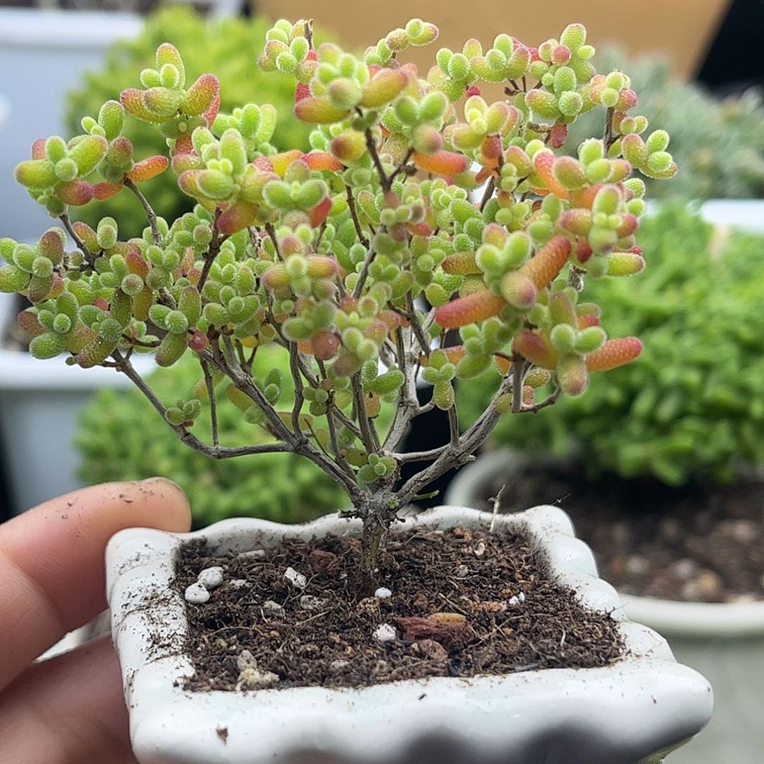 26蜜桔带盆优选枝干