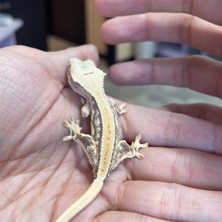 睫角守宫莉莉白006