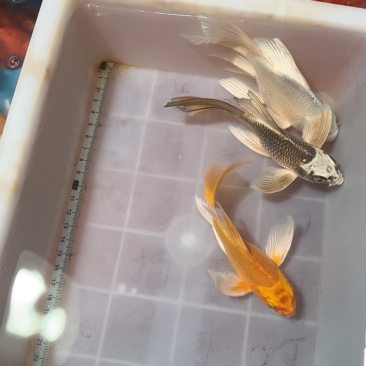 蝴蝶鲤鱼渔场直发115