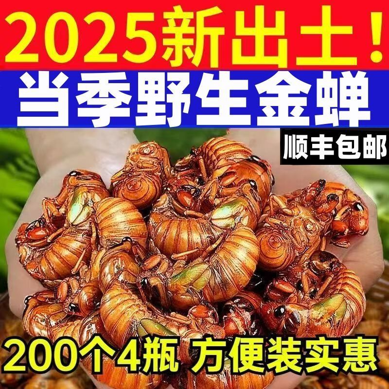 【顺丰冷链发货】2025新鲜金禅知了猴速冻现抓爬叉猴蝉蛹活体速冻