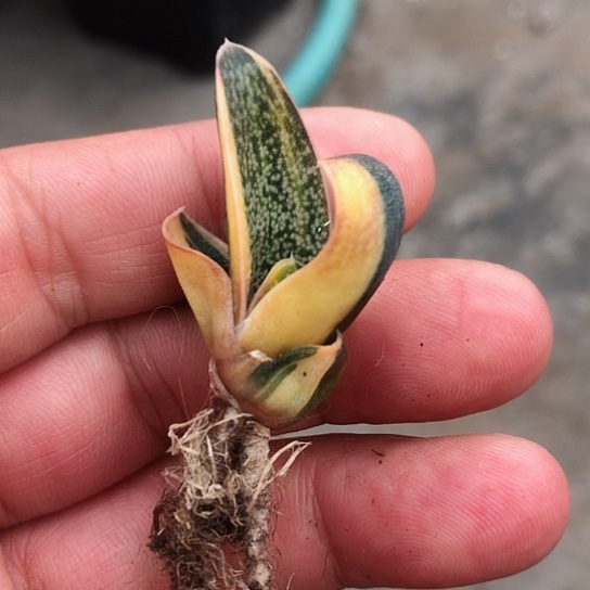 春莺转锦旋转蜗牛锦