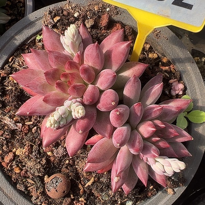 虞美人一物一拍992