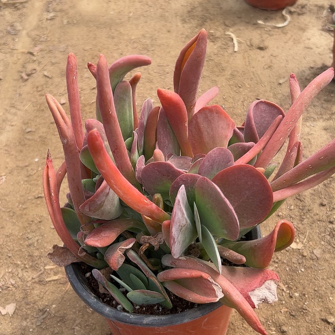 多肉植物火狐狸群