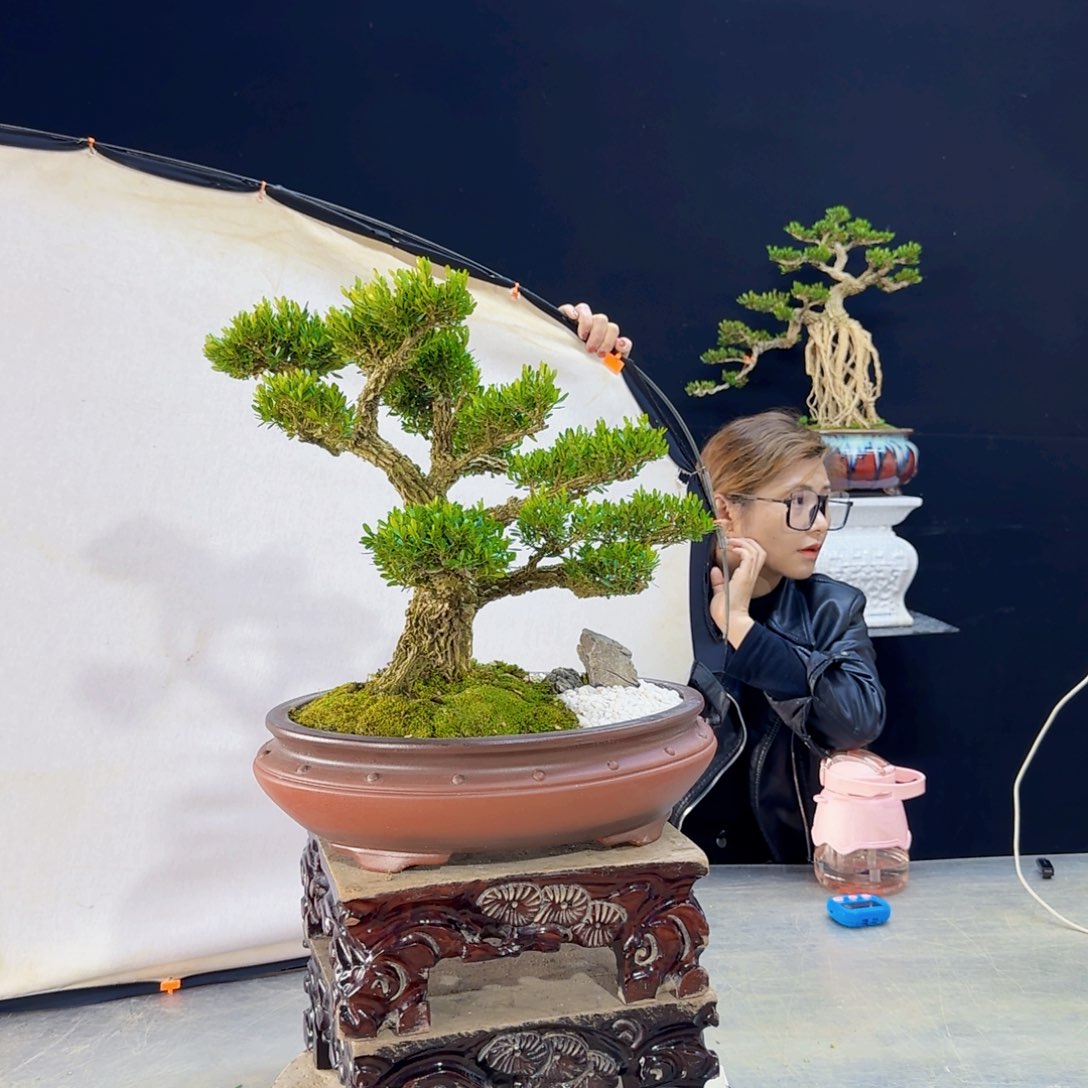 高端盆景艺术作品