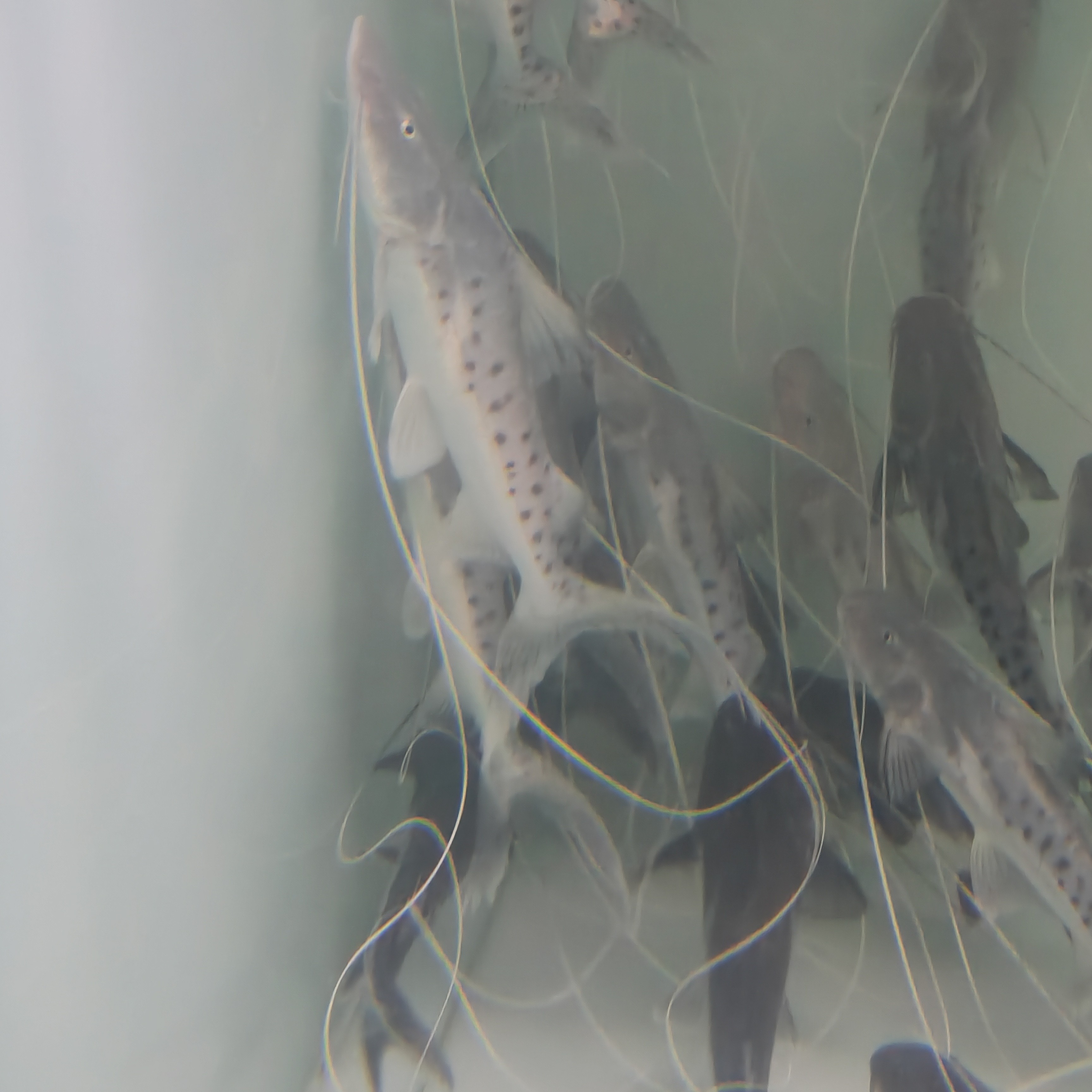 撒旦鸭嘴鱼亚马逊巨物经典底层鱼仙气飘飘