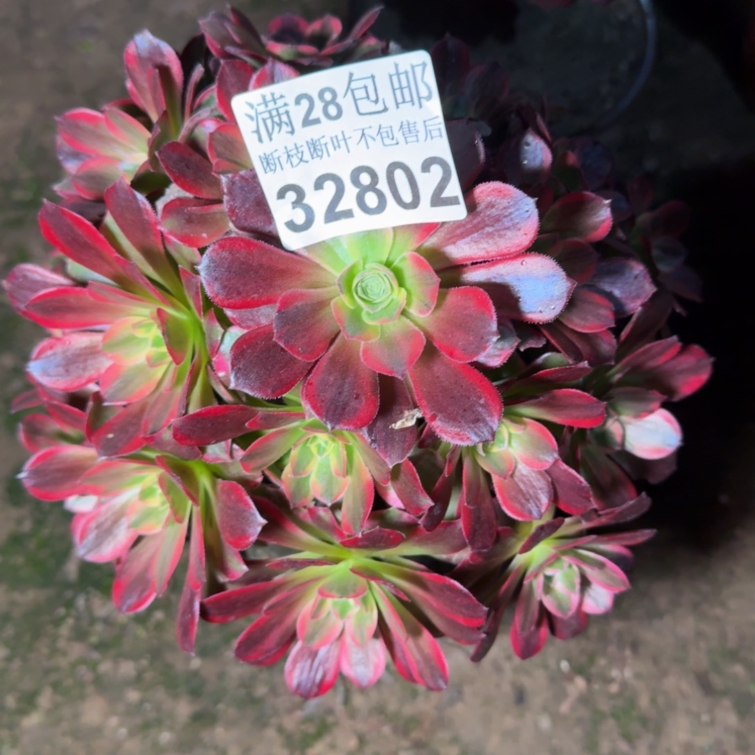 32802安娜不包断枝