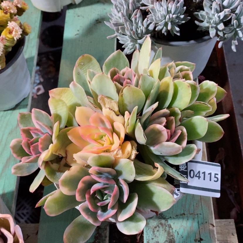 【闪购商品】绮罗锦04115