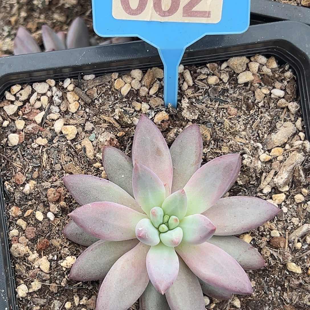 虞多肉植物062一物一拍