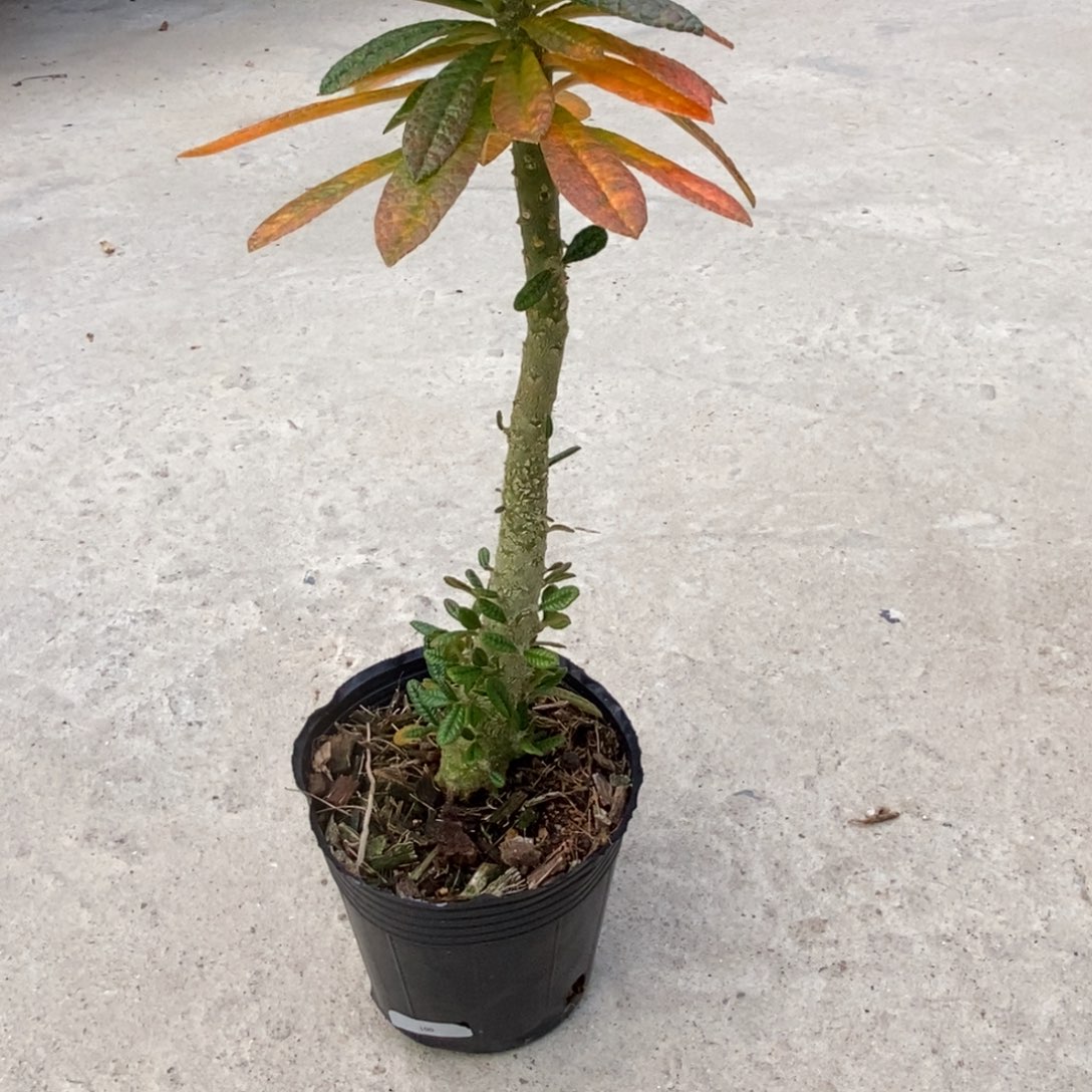 巨硫桑块根植物盆栽