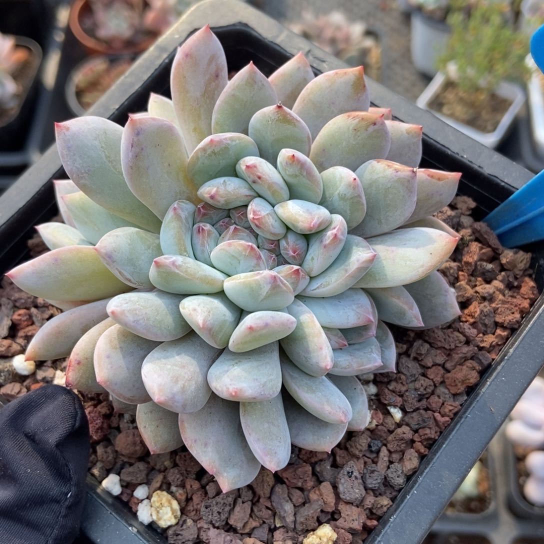 849橙子缀多肉植物保护