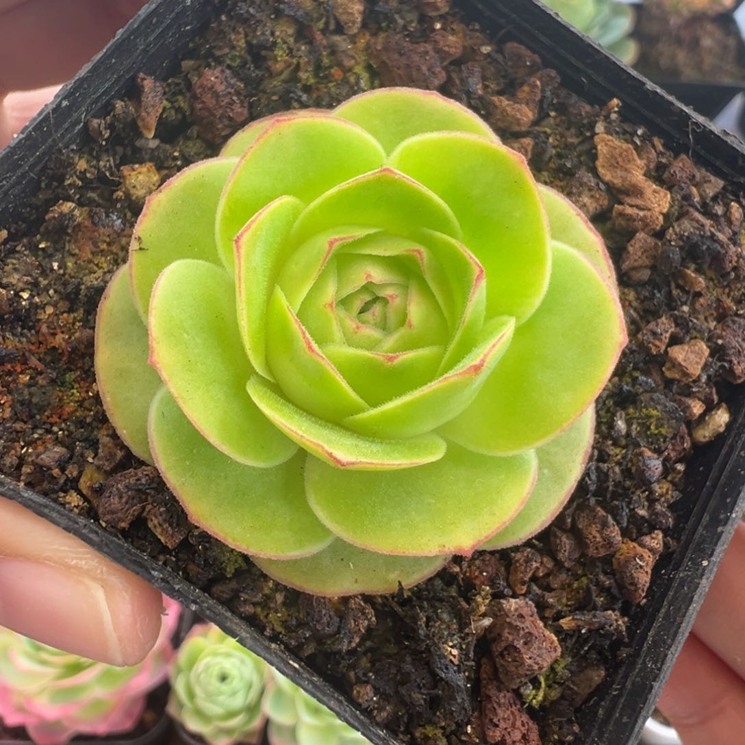 L38半城玫瑰离月