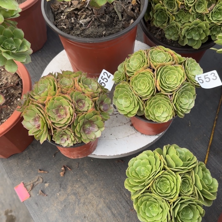 小***钟多肉植物552553两棵