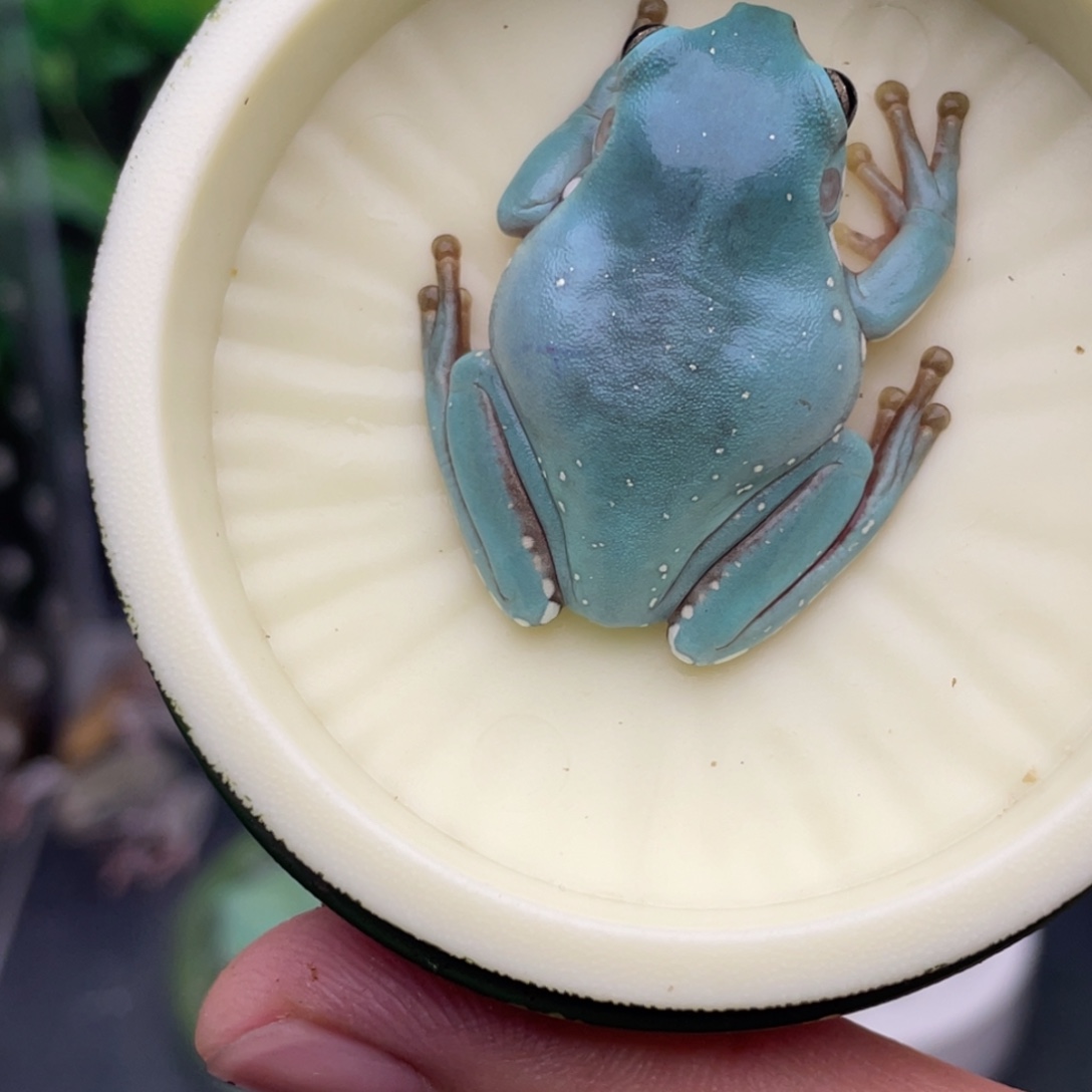 老爷树蛙7号湖蓝。