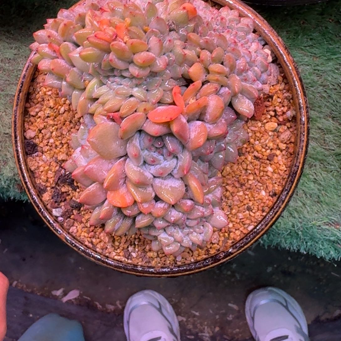 星影缀化无砍多肉