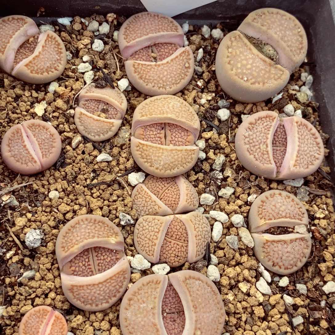 我的小姐姐们都是700