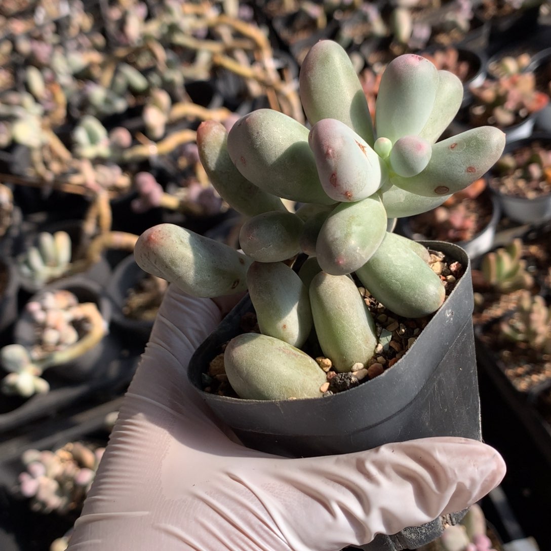 米可奶酪多肉 米可奶酪