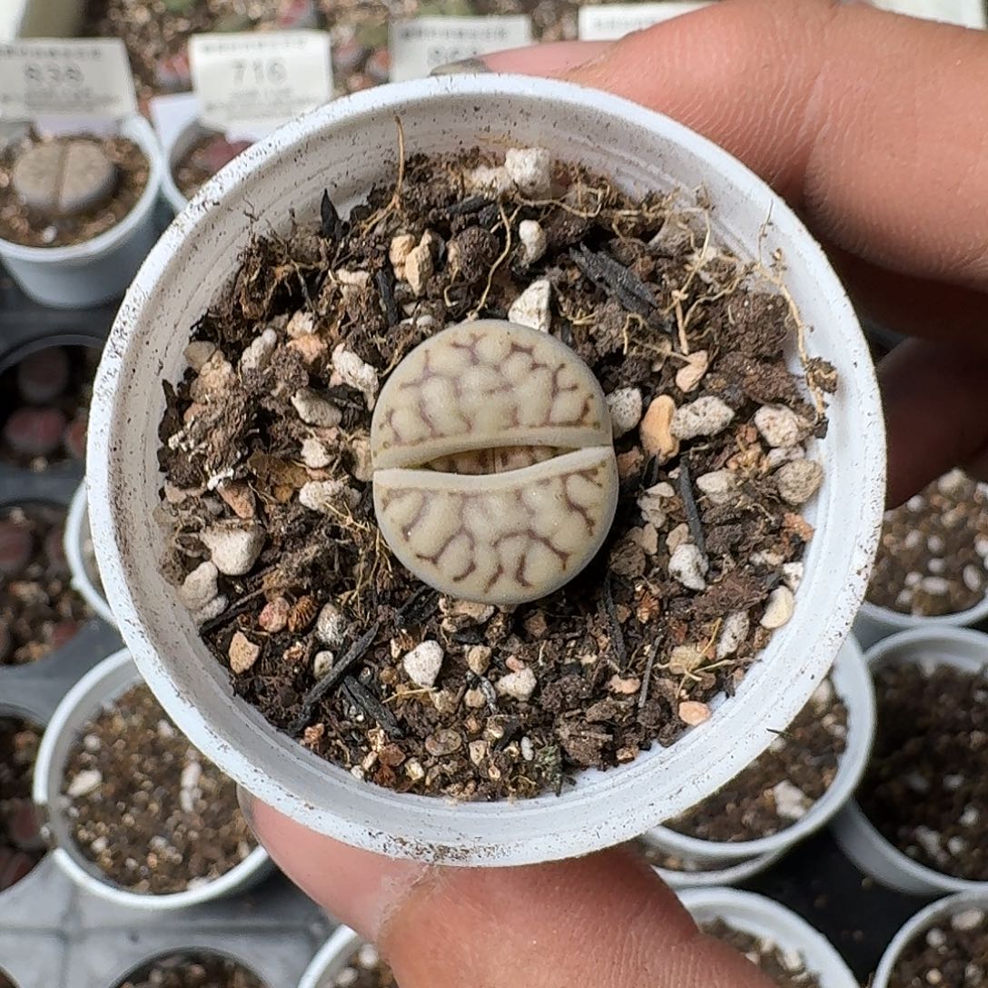 926盆口5公分满18包邮