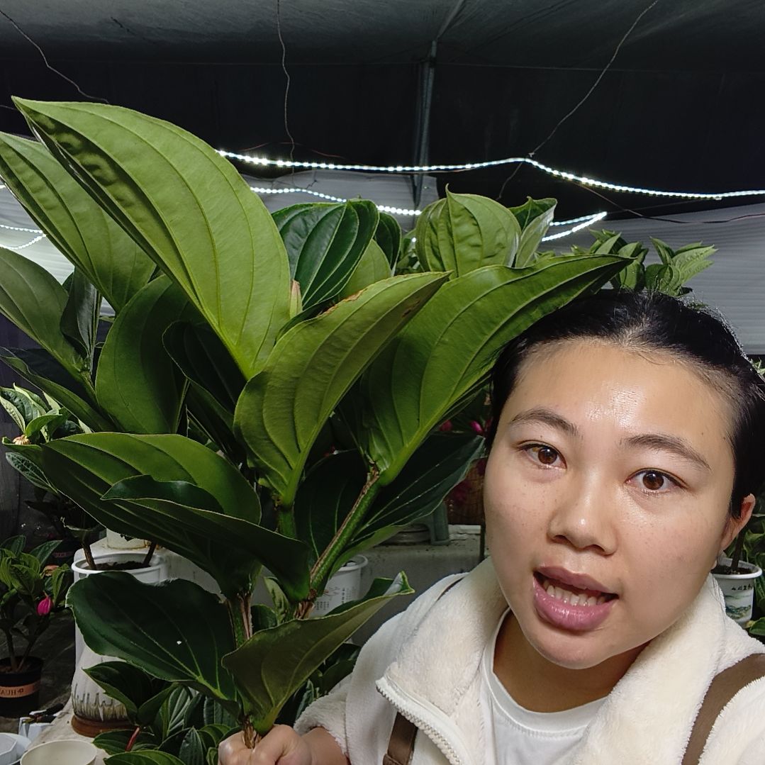 无花朵宝莲灯一物一拍基地直发