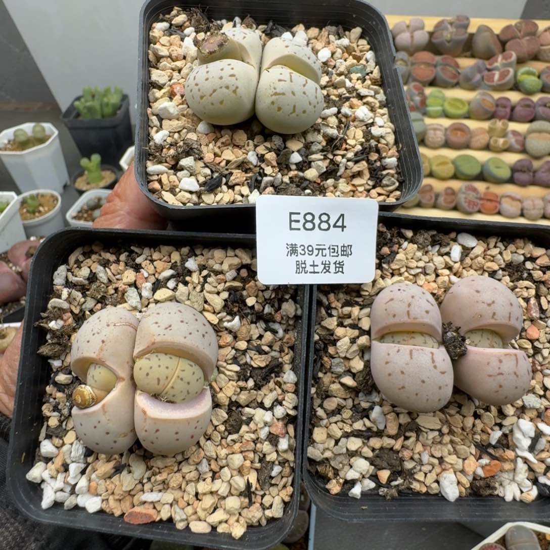 884多肉哈哈哈哈哈哈哈哈