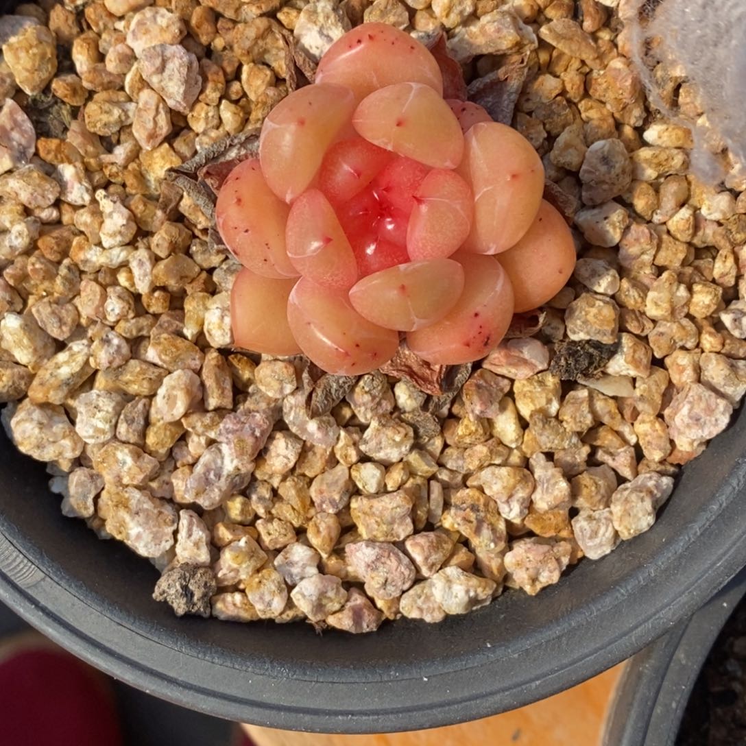 精品多肉一物一拍不包整99