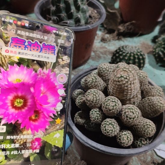 仙人球泰迪熊群带根