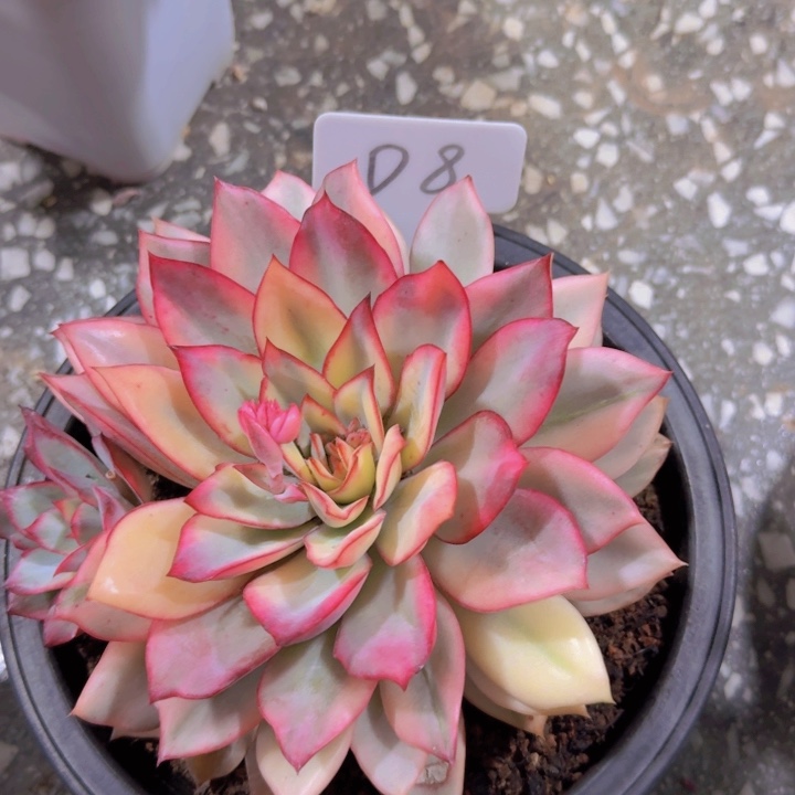 健健康康平平安安