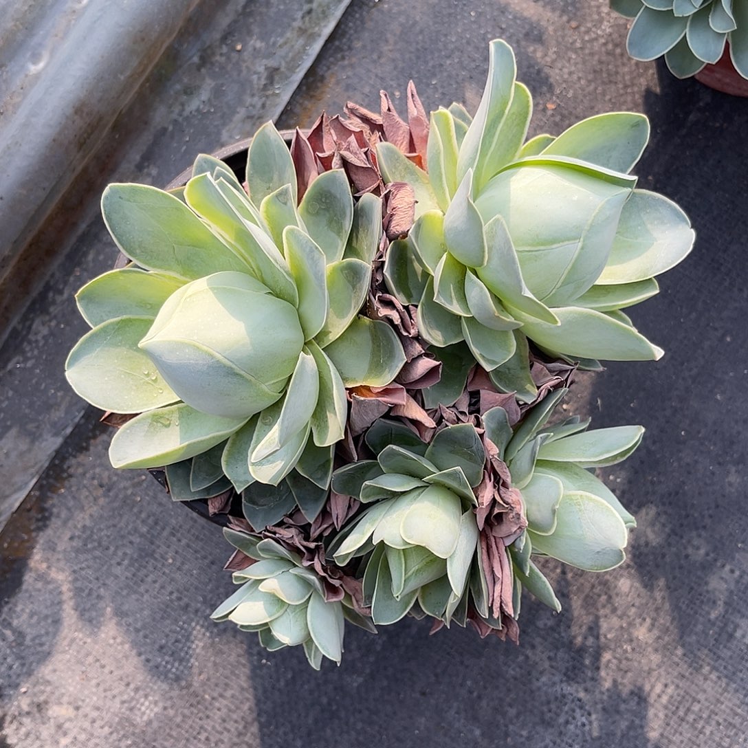 一物一拍拖土发货，不包断侧芽