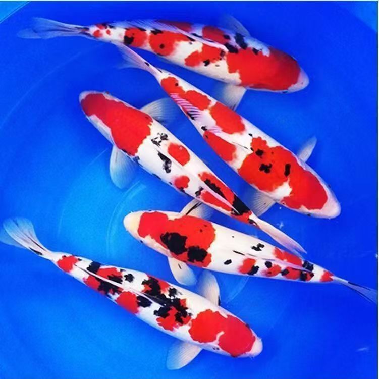 纯种红白锦鲤活体冷水淡水观赏鱼新奇宠物好养耐活适合鱼缸家用