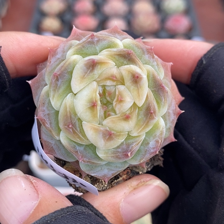 1213-530，冰魄多肉