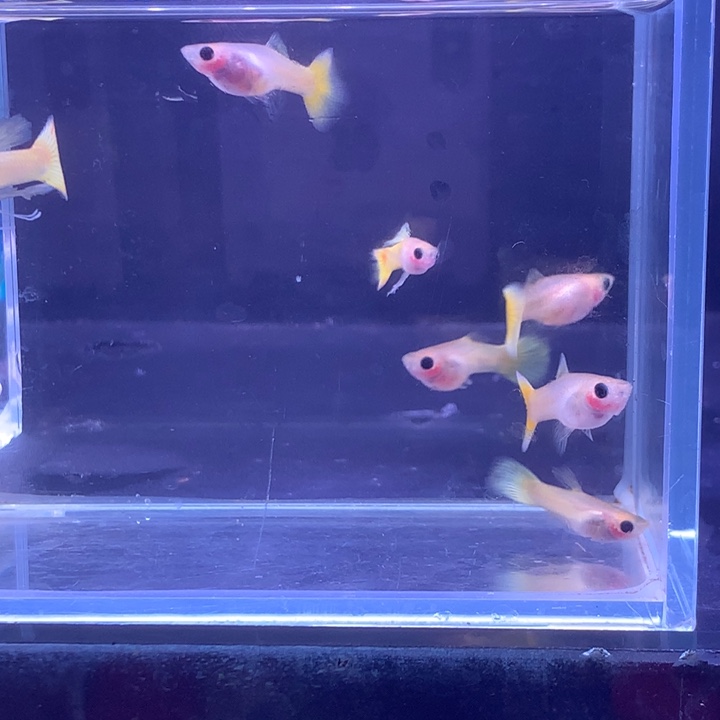 孔雀鱼黄金玻璃猫6条