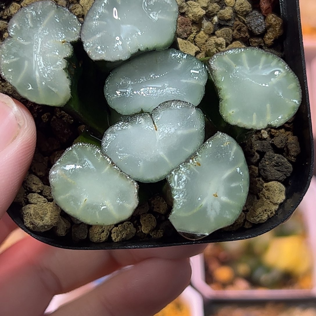 盐湖城万象十二卷多肉植物