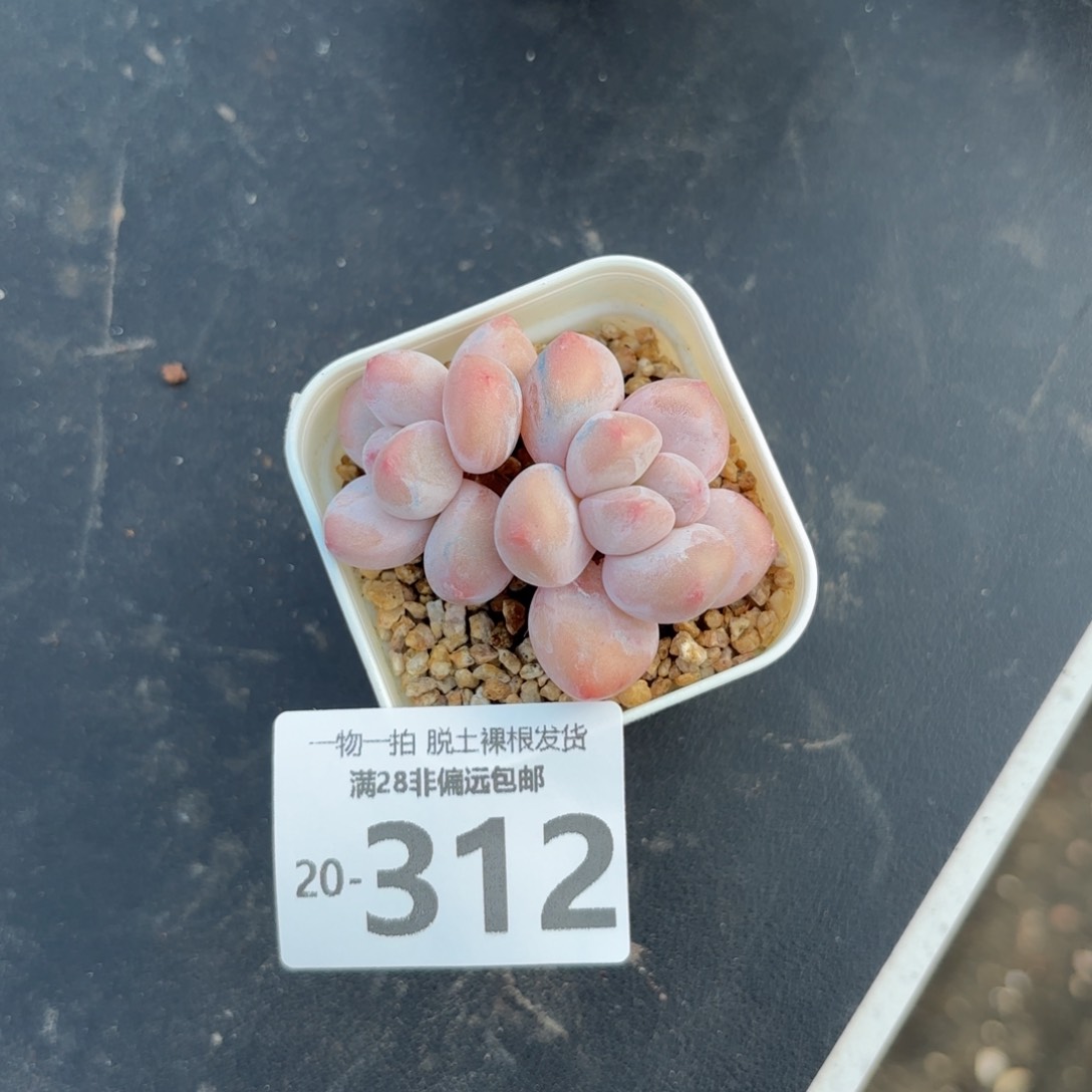 香水奶老桩多肉多肉