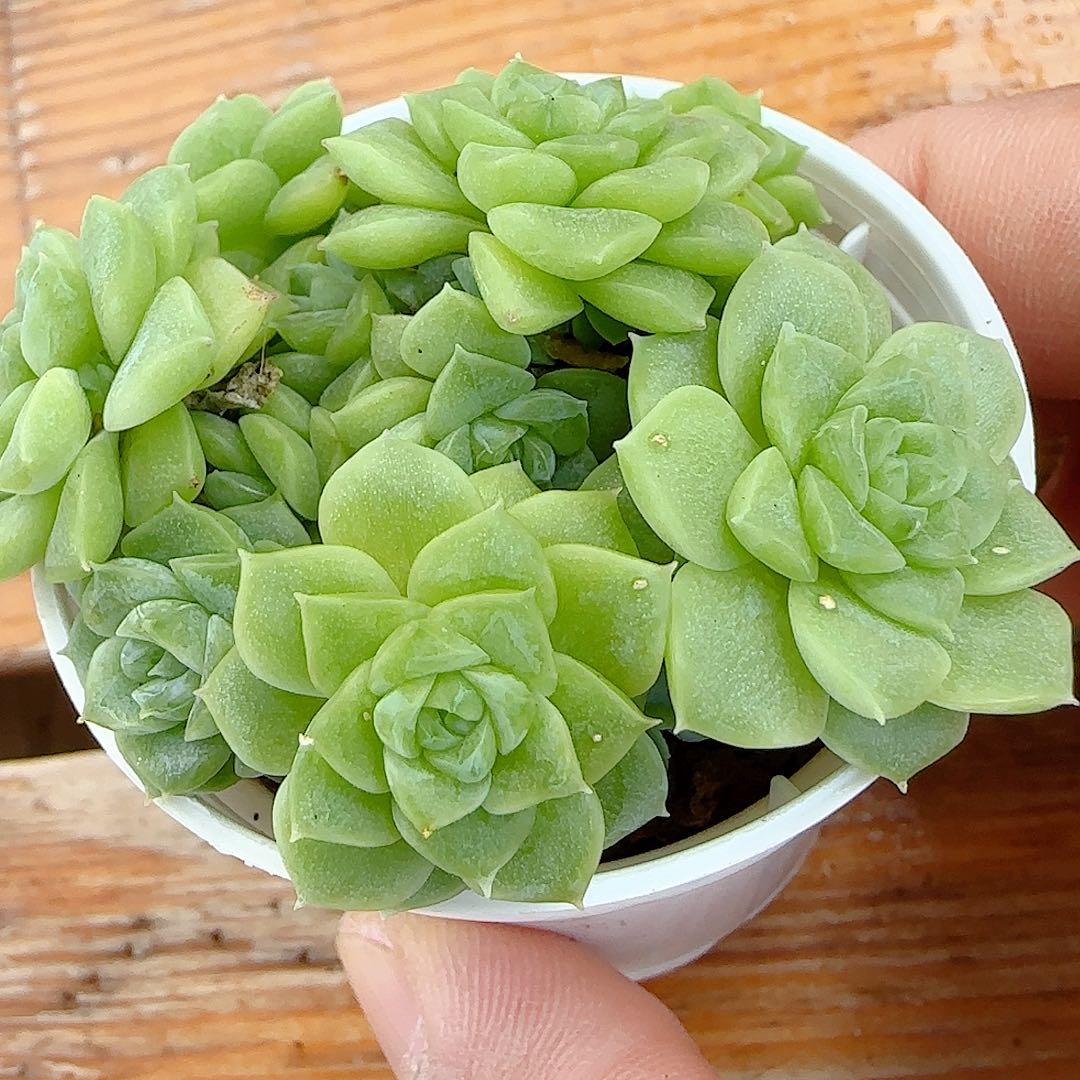 【闪购商品】0707-28优选麦杆