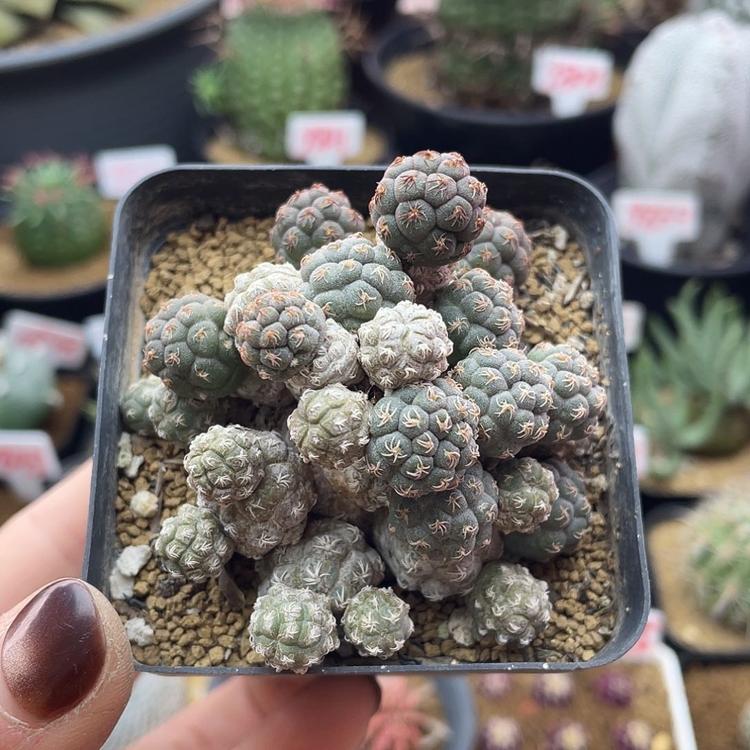 小型足球团扇仙人球多肉