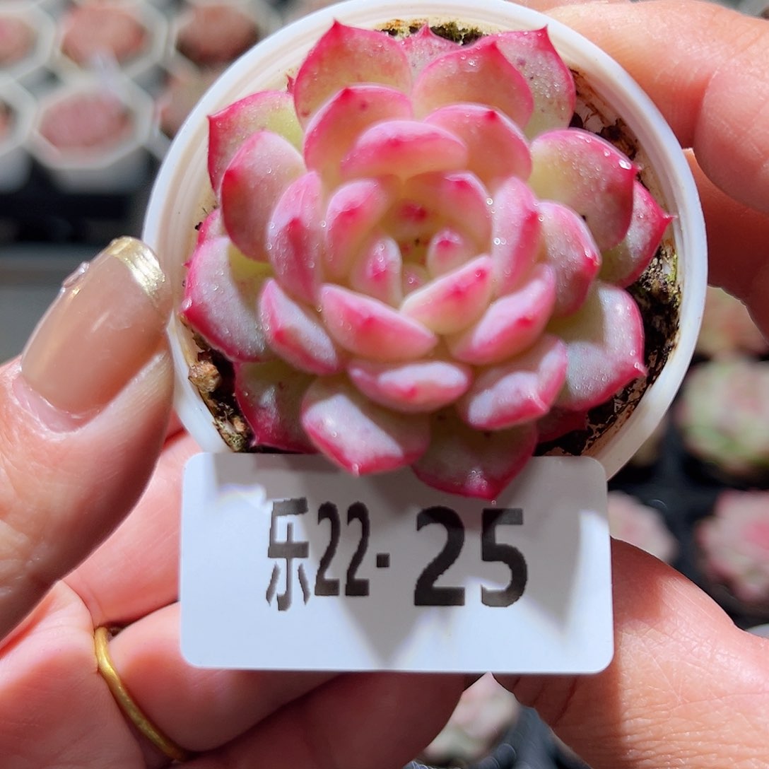 乐22-25 新品单头 