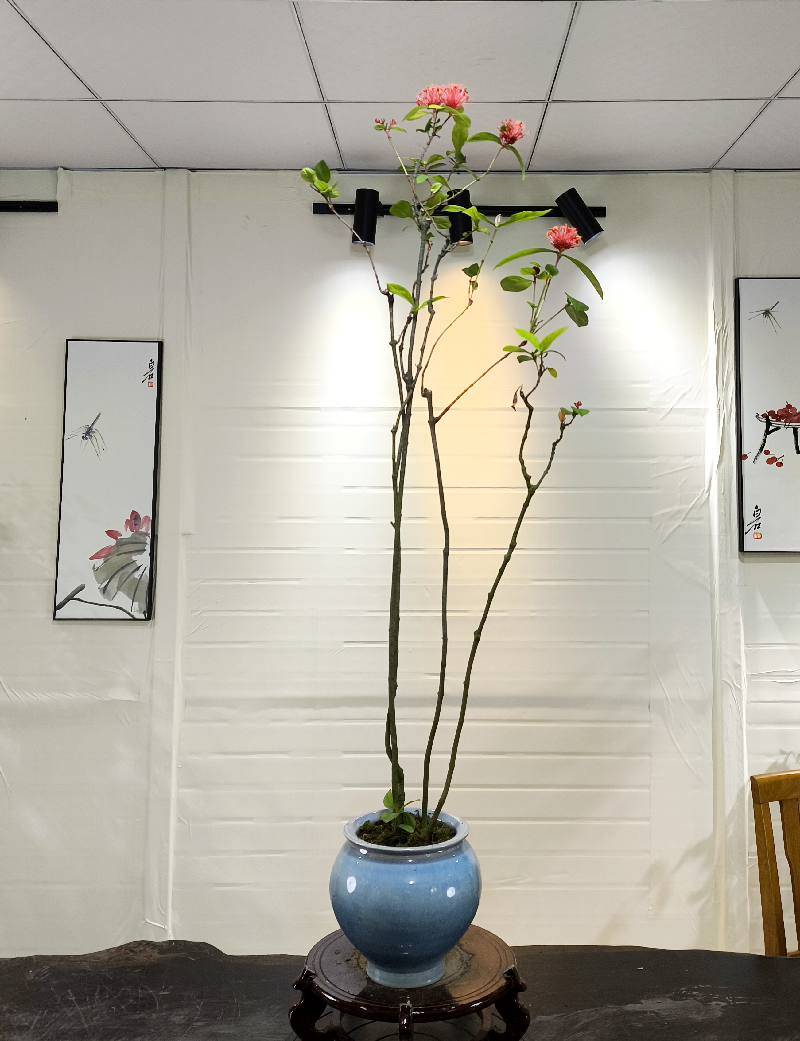 海岛龙船花-客厅装饰花卉摆设