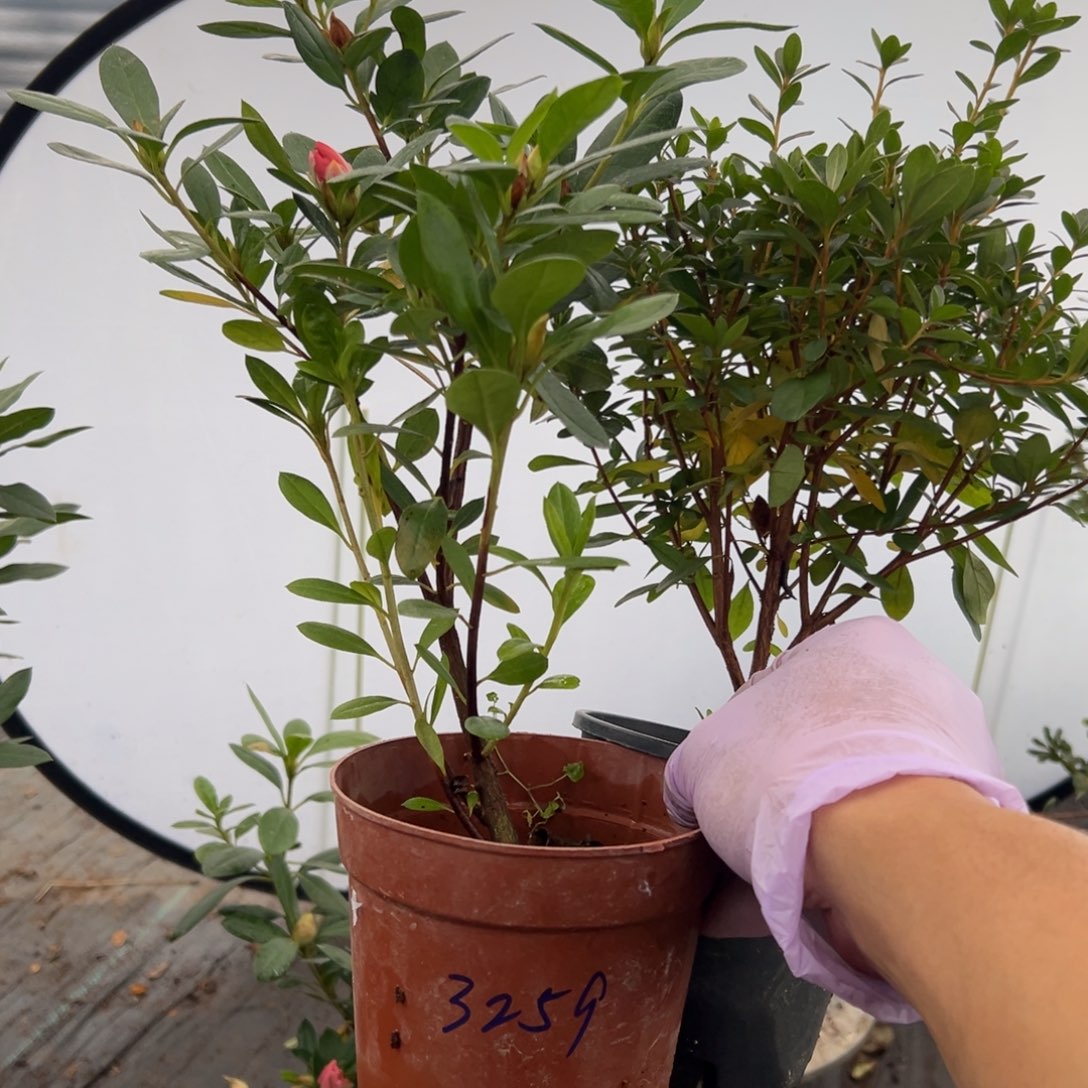 可***群完全开放桃梅锦都美人