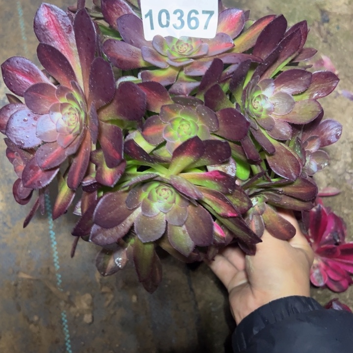 10367南抹茶多肉植物
