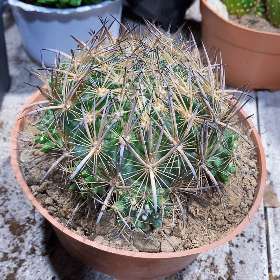 没根111111111111111111个