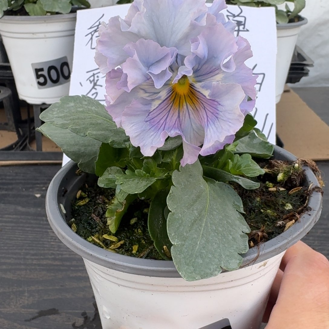 全部花朵507号木村